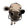 funny cow
