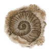 Antique Shell Illustration