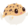 Puffer fish
