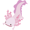 Axolotl