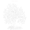 Fruit Tree Folk Music