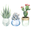 Vase cactus & succulents