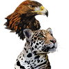 Golden Eagle and Jaguar