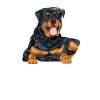Rottweiler father