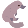 platypus