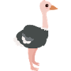 autruche