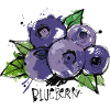 Blueberry sketch
