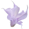 DaturaFlowerJune20