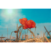 Mohnblumen