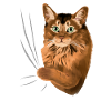 Somali Cat