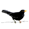 Blackbird on barbed wire