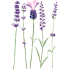 Lavendel lilla violet Provence Lavendel botanik
