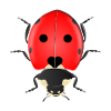 ladybug