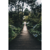 Pont dans la forêt