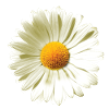 Daisies | Daisy flower power