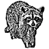 RACCOON - 1B