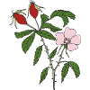 rose hip