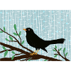 blackbird