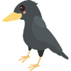 Crow