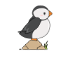 Atlantic puffin