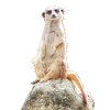 suricate