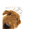 Airedale Terrier Dog