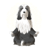 Bearded Collie chien méditation