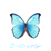 Butterfly butterfly