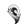 Raven skull