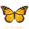 Butterfly orange