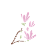 Magnolia white