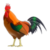 Rooster