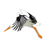 Stork