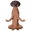 Bavarian Mountain Hound Dog meditate