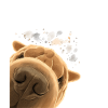Chien Shar Pei curieux