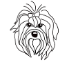 Havanese