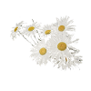 Background with daisy flowers