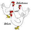 Hühner, Huhn