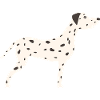 Dalmatian