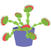 Kjøttetende plante
