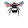 Trans Fly