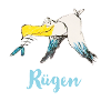 Rügen seagull
