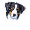Appenzeller Sennenhund
