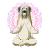 Berger des Pyrenees Dog meditate