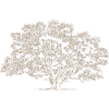 A big tree
