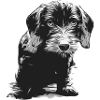 Beautiful Dachshund puppy wire-haired