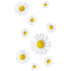 Daisies, daisies