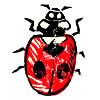 Ladybird red