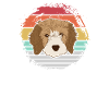 Cavapoo dog