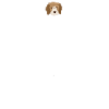 Cavapoo dog